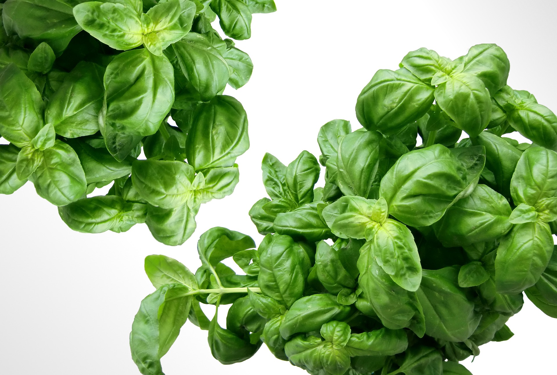 How to Benefit From Amazing Herb Basil By Including in Your Daily Diet